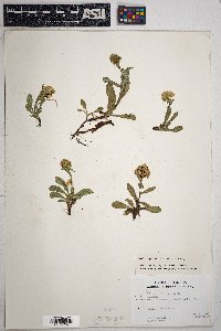 Solidago multiradiata image