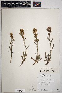 Solidago multiradiata image