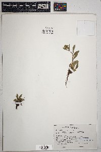 Solidago multiradiata image