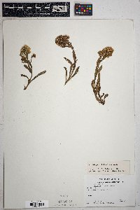 Solidago multiradiata image