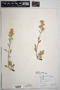 Solidago nana image