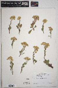 Solidago nana image