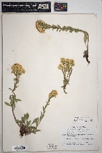 Solidago nana image