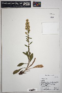 Solidago nana image