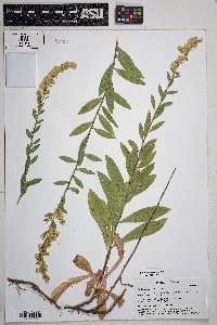 Solidago velutina image