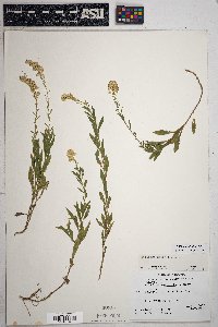 Solidago velutina image