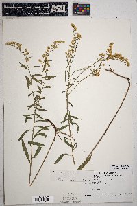 Solidago velutina image