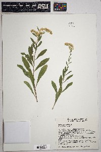 Solidago velutina image