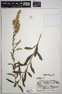 Solidago velutina image