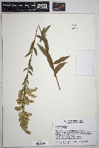 Solidago velutina image