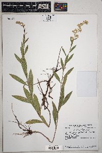 Solidago velutina image