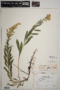 Solidago velutina image