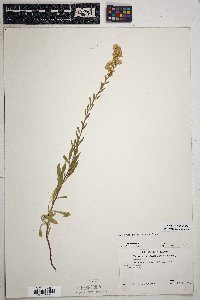 Solidago velutina image