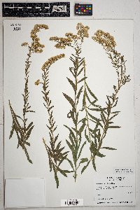 Solidago velutina image