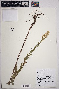 Solidago velutina image