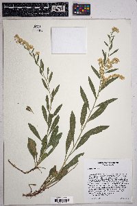 Solidago velutina image