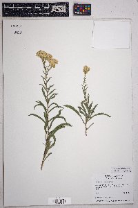 Solidago velutina image