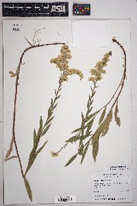 Solidago velutina image