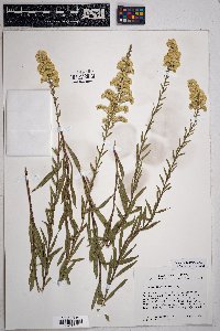 Solidago velutina image