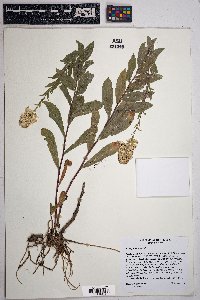 Solidago velutina image