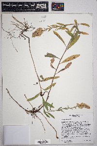 Solidago velutina image