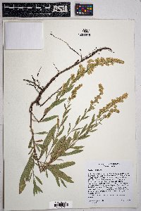 Solidago velutina image