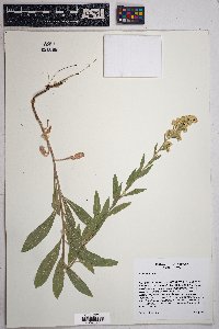 Solidago velutina image