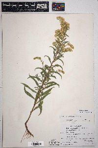 Solidago velutina image