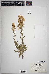 Solidago velutina image