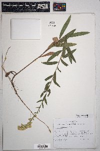 Solidago velutina image