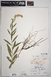 Solidago velutina image