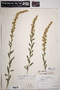 Solidago velutina image