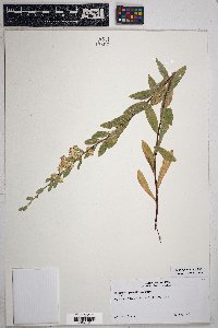 Solidago velutina image