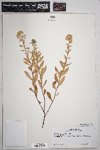 Solidago velutina image