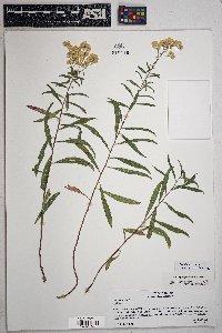 Solidago velutina image