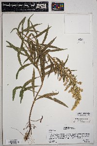 Solidago velutina image