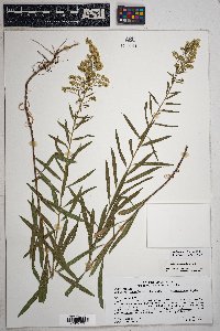 Solidago velutina image