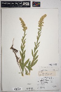 Solidago velutina image