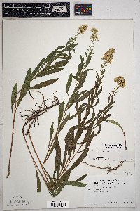 Solidago velutina image