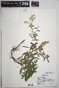 Solidago velutina image