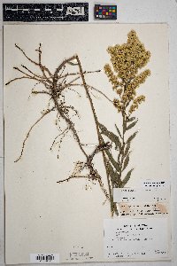 Solidago velutina image