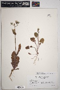 Sonchus oleraceus image