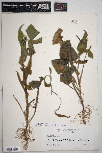 Sonchus oleraceus image