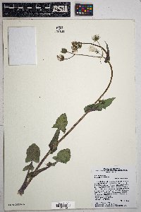 Sonchus oleraceus image