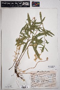 Solidago velutina image