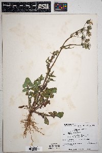 Sonchus oleraceus image