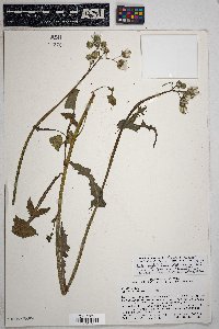 Sonchus oleraceus image