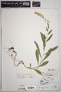 Solidago velutina image