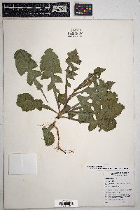 Sonchus oleraceus image