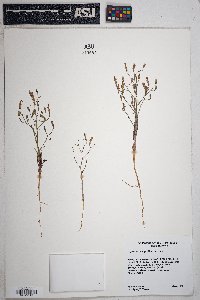 Stephanomeria exigua image